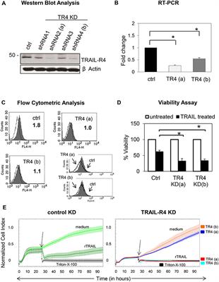 TRAIL-Receptor 4 Modulates γδ T Cell-Cytotoxicity Toward Cancer Cells